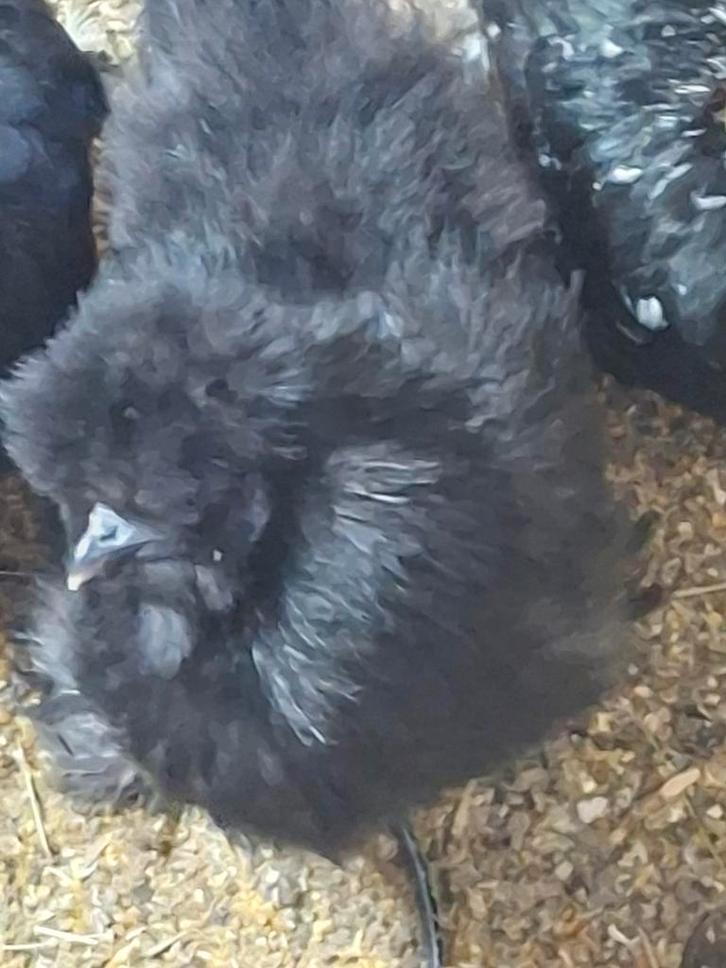 Kriel zijdehoen hennetjes en brahma hennen (groot) te koop!, Dieren en Toebehoren, Pluimvee, Kip, Vrouwelijk