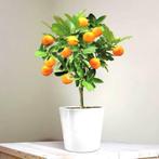 stekjes van sinasappelboompje, Tuin en Terras, Planten | Tuinplanten, Zomer, Fruitplanten, Ophalen