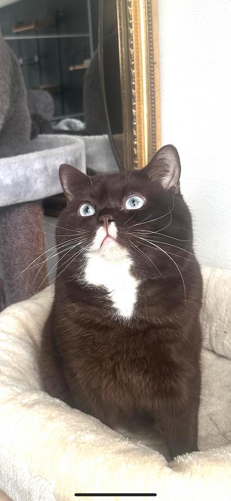 Uit internationale lijnen prachtige Brits korthaar  katers., Dieren en Toebehoren, Katten en Kittens | Dekkaters, 0 tot 2 jaar