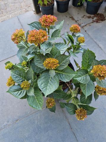 planten  beschikbaar voor biedingen