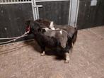 Schetlander Merrie veulens, Dieren en Toebehoren, Merrie, Niet van toepassing, 0 tot 2 jaar, A pony (tot 1.17m)