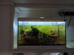 Trofis aquarium 60cm, Dieren en Toebehoren, Ophalen of Verzenden