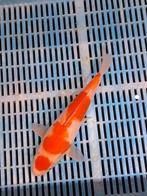 Partij 6x koi vissen te koop   zie foto's, Karper of Koi