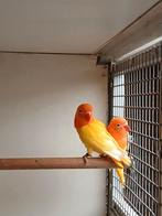 Fischeri's, Dieren en Toebehoren, Vogels | Parkieten en Papegaaien, Meerdere dieren, Dwergpapegaai of Agapornis, Geringd