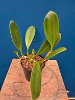 Orchidee Bulbophyllum Grandiflorum p12, Ophalen of Verzenden, Halfschaduw, Minder dan 100 cm