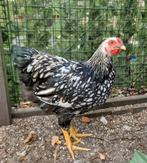 Wyandotte kriel hanen zwart/zilver gezoomd, Dieren en Toebehoren, Pluimvee, Mannelijk, Kip