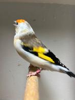 Mooie majoor putter, Vrouwelijk, Wildzangvogel, Geringd