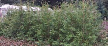 Coniferen Thuja Brabant 200 cm hoog beschikbaar voor biedingen