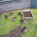 Mandarijn eenden, Meerdere dieren, Eend
