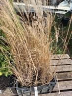 Miscanthus sinensis 'Kleine Silberspinne', Tuin en Terras, Planten | Tuinplanten, Ophalen, Vaste plant, Overige soorten, Volle zon