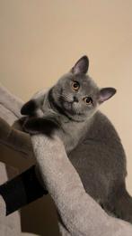 Britse korthaar poes 11 maand, Dieren en Toebehoren, Katten en Kittens | Raskatten | Korthaar, Gechipt, Poes