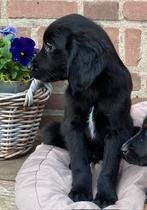 Prachtige GOLDEN RETRIEVER x FRIESE STABIJ pups, Dieren en Toebehoren, Nederland, CDV (hondenziekte), 8 tot 15 weken, Meerdere