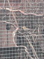 Cuba vinken uit de voliere, Meerdere dieren