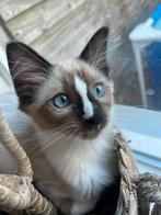 Heilige Birmaan x Ragdoll SUPER LIEF, Kater, Gechipt, 0 tot 2 jaar
