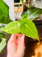 Alocasia frydek plantjes, Huis en Inrichting, Kamerplanten, Ophalen of Verzenden, Overige soorten, Minder dan 100 cm