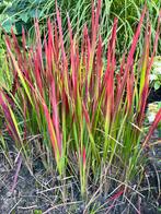 Japans Bloedgras 'Red Baron' Wortelstekken, Vaste plant, Siergrassen, Ophalen of Verzenden, Bloeit niet