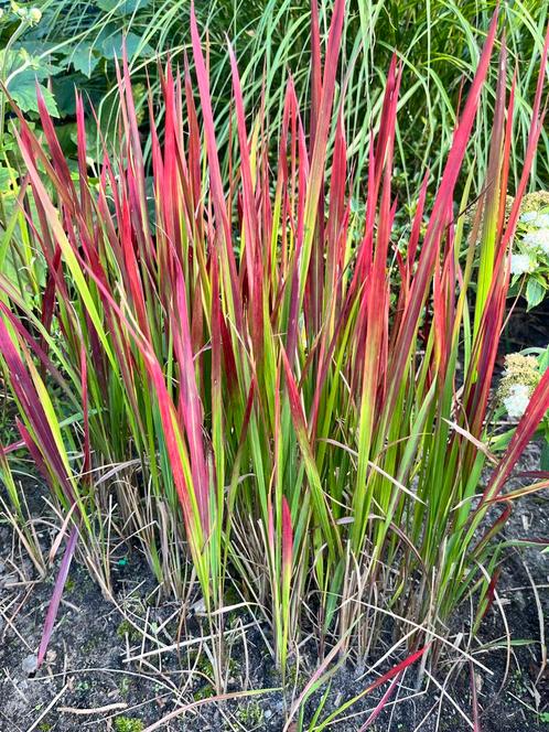 Japans Bloedgras 'Red Baron' Wortelstekken, Tuin en Terras, Planten | Tuinplanten, Vaste plant, Siergrassen, Halfschaduw, Bloeit niet