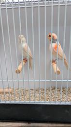 Harlekijn man en pop, Dieren en Toebehoren, Vogels | Kanaries, Meerdere dieren