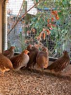 Europese patrijs hanen, Dieren en Toebehoren, Pluimvee, Mannelijk