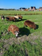 Dekrammen, Dieren en Toebehoren, Mannelijk, Schaap