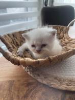 Britse korthaar, Poes, Ontwormd