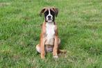 Boxer pups te koop, Rabiës (hondsdolheid), 15 weken tot 1 jaar, Overige rassen, Buitenland