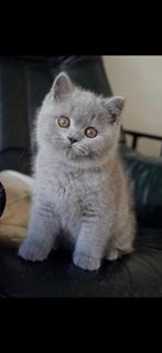 Prachtige raszuivere Britse korthaar kittens, Dieren en Toebehoren, Katten en Kittens | Raskatten | Korthaar, Kater, Ontwormd