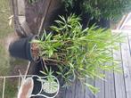 Planten in pot, Tuin en Terras, Planten | Tuinplanten, Volle zon, Vaste plant, Zomer, Ophalen