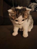 5 jonge kittens, Dieren en Toebehoren, Katten en Kittens | Overige Katten, Meerdere dieren
