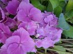 Boerenhortensia bolhortensia hortensia soorten, Ophalen, Hortensia, Haag, Minder dan 100 cm
