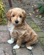 Labradoodle pups kleine medium abrikoos F4, Dieren en Toebehoren, Honden | Retrievers, Spaniëls en Waterhonden, Overige rassen