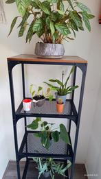 Plantenrek met planten, Ophalen, Gebruikt