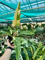 Philodendron Ring of Fire - Zeldzame Kamerplant, Overige soorten, In pot, Minder dan 100 cm, Groene kamerplant