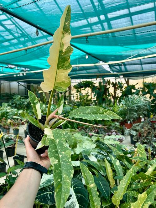 Philodendron Ring of Fire - Zeldzame Kamerplant, Huis en Inrichting, Kamerplanten, Overige soorten, Minder dan 100 cm, Groene kamerplant