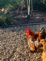 Koppel Sabelpootkriel, Dieren en Toebehoren, Pluimvee, Meerdere dieren