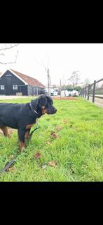 Rottweiler pup - teefje, 15 weken tot 1 jaar, Overige rassen, Teef, Eén hond