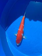 Sakai fish farm kohaku, Karper of Koi