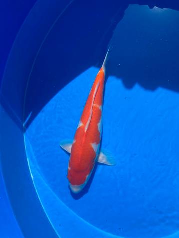 Sakai fish farm kohaku beschikbaar voor biedingen