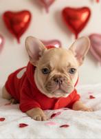 Franse bulldog pups reutjes, Parvo, Reu, 8 tot 15 weken, Bulldog