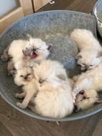 Prachtige Ragdoll kittens met stamboom, Dieren en Toebehoren, Katten en Kittens | Raskatten | Langhaar, Meerdere dieren, Gechipt