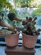 2 Cactussen in Pot, Overige soorten, Volle zon, Vaste plant, Ophalen of Verzenden
