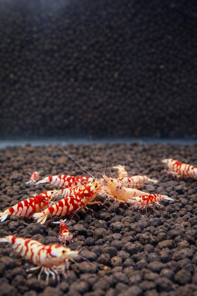 Red fancy tigers., Dieren en Toebehoren, Vissen | Aquariumvissen, Zoetwatervis, Kreeft, Krab of Garnaal