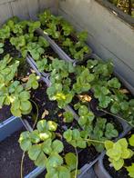 Aardbei plantjes doordragend, Tuin en Terras, Planten | Tuinplanten, Ophalen of Verzenden, Eenjarig, Groenteplanten, Volle zon