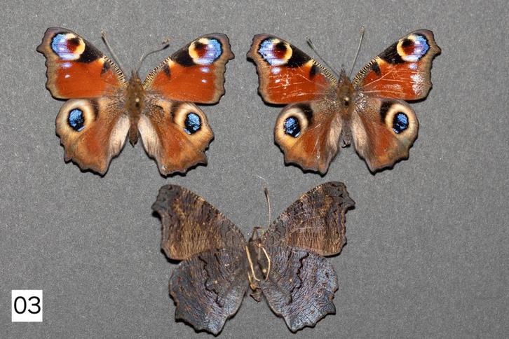 Geprepareerd vlinders, Dieren en Toebehoren, Insecten en Spinnen, Bijen