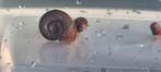 Posthoorn slakken, Dieren en Toebehoren, Vissen | Aquariumvissen, Slak of Weekdier, Zoetwatervis, Schoolvis