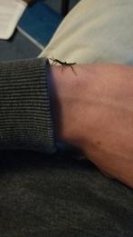 Jonge Australische Flappentakken, Dieren en Toebehoren