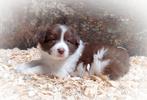 LAATSTEschattig, aparte Australian Shepherd x Border Collie, 8 tot 15 weken, Collie, Meerdere, Meerdere dieren