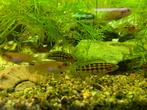 Julidochromis Malieri, Tanganyika cichlide, Dieren en Toebehoren, Vis