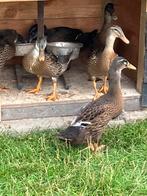 Loopeenden, Dieren en Toebehoren, Meerdere dieren, Eend