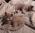 Blauwe Rus kittens met stamboom; Nebelung, Meerdere dieren, Gechipt, 0 tot 2 jaar